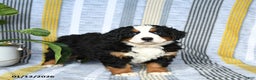Bernese Mountain Dog dogs for sale: Brandy - Ad 1
