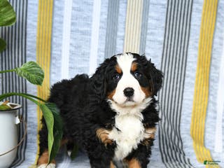 Bernese Mountain Dog dogs Brandy - Ad 29