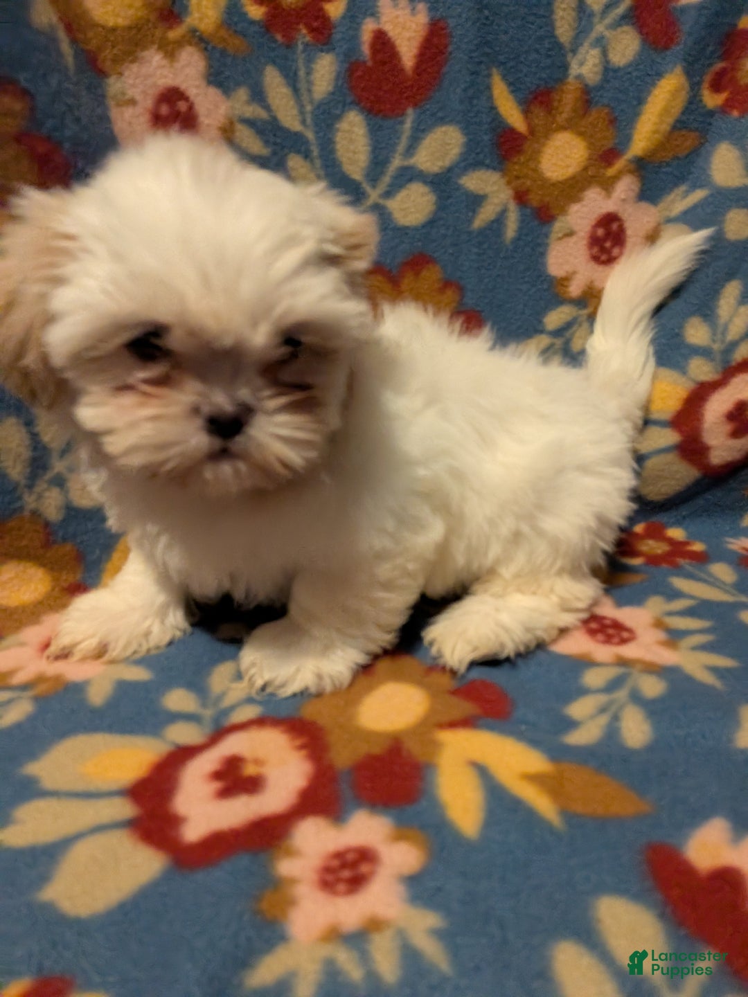 Shih Tzu dogs for sale: Skylar  - Ad 7