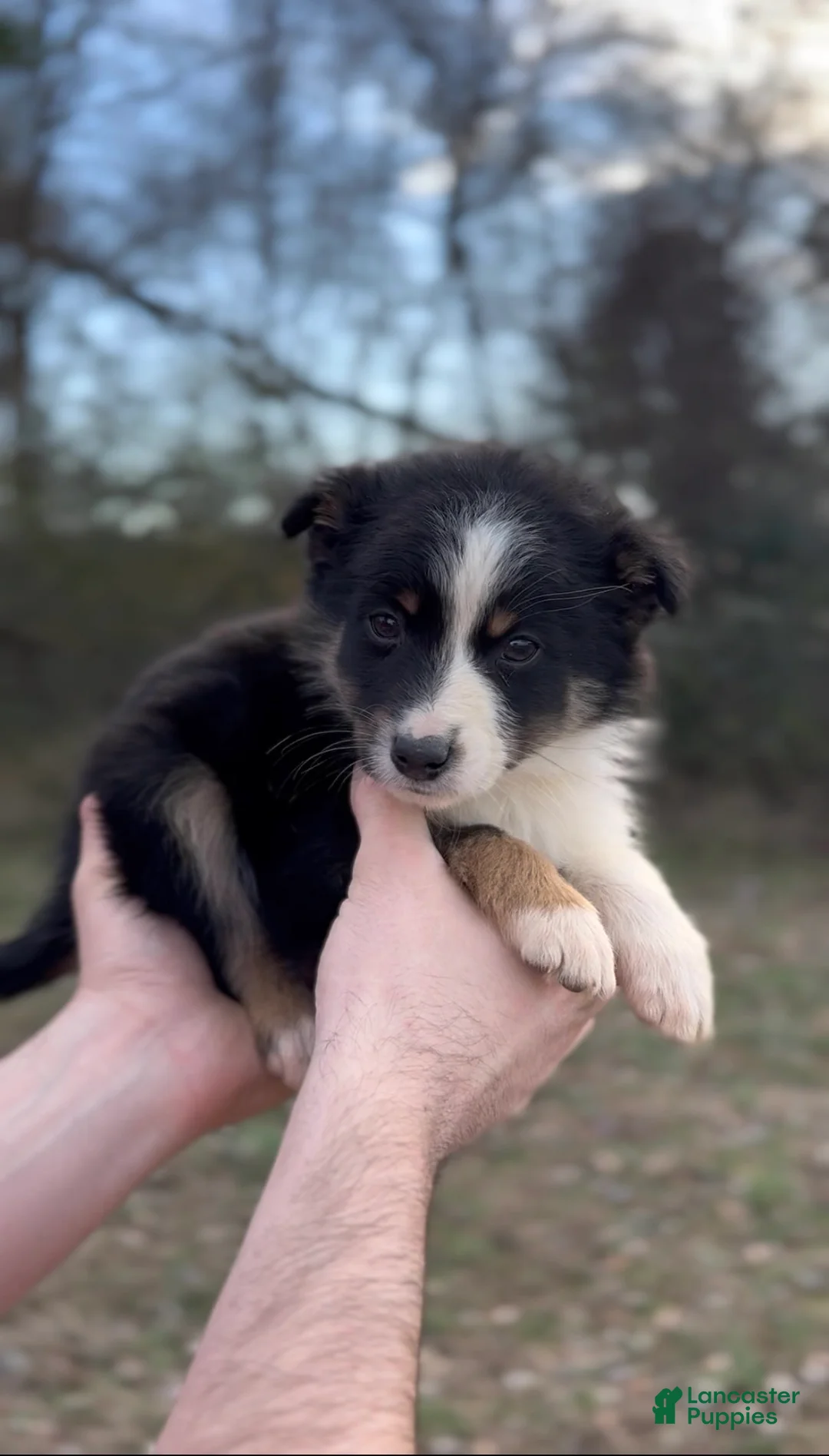 Miniature Australian Shepherd dogs for sale: Ranger - Ad 4