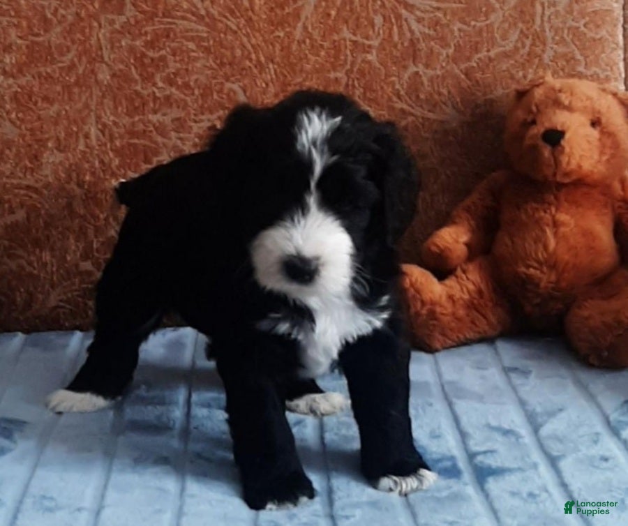 Bernedoodle dogs MJ - Ad 25