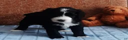 Bernedoodle dogs for sale: MJ - Ad 1