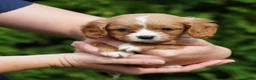 Cavachon dogs for sale: Sammy - Ad 1