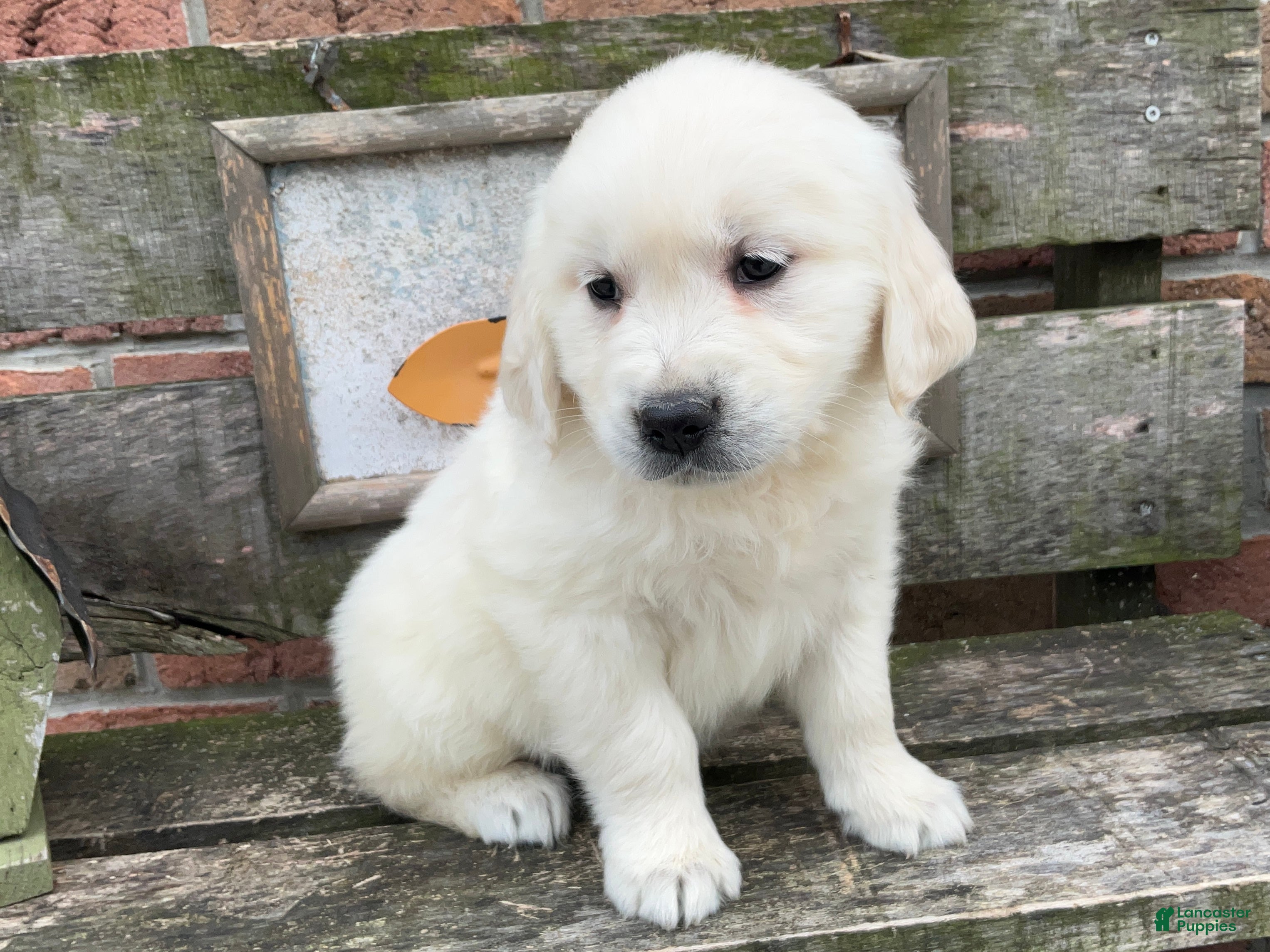 Golden Retriever dogs Sadie - Ad 1