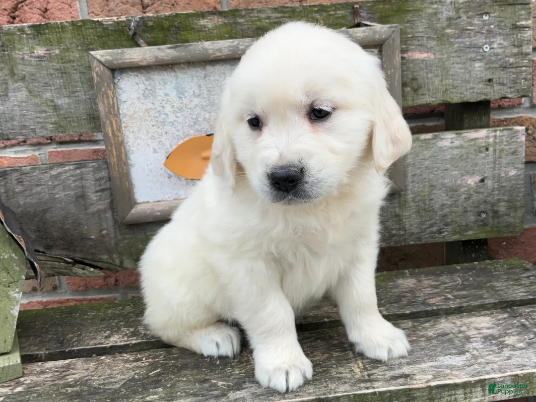Golden Retriever dogs for sale: Sadie - Ad 1