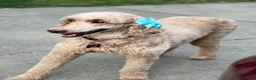 Standard Poodle dogs for sale: Lily (spayed) adult Standard Poodle - Ad 14