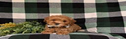 Cockapoo dogs for sale: Bryson 9 lbs Full Grown - Ad 7