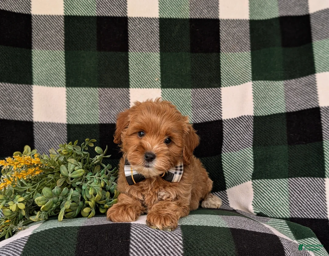 Cockapoo dogs for sale: Bryson 9 lbs Full Grown - Ad 7