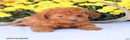 Miniature Poodle dogs for sale: Cathy - Ad 5