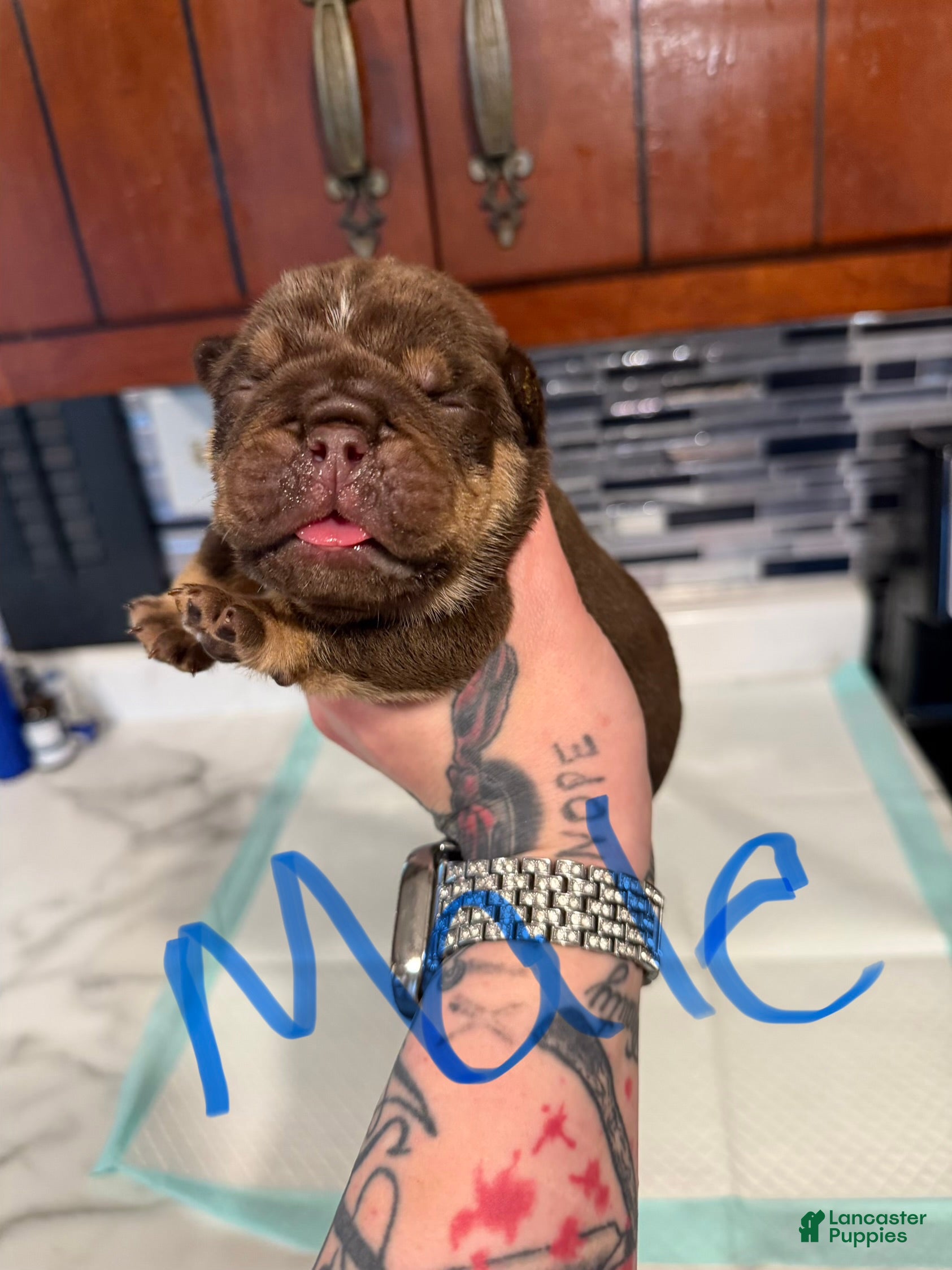 English Bulldog dogs Chocolate male - Ad 36