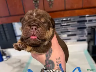 English Bulldog dogs Chocolate male - Ad 36