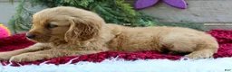 Golden Retriever dogs for sale: Amber - Ad 4