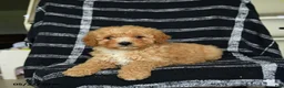 Mini Goldendoodle dogs for sale: Delilah - Ad 2