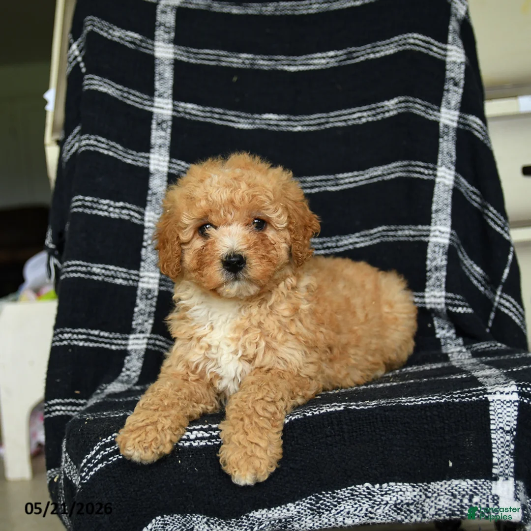 Mini Goldendoodle dogs for sale: Delilah - Ad 2