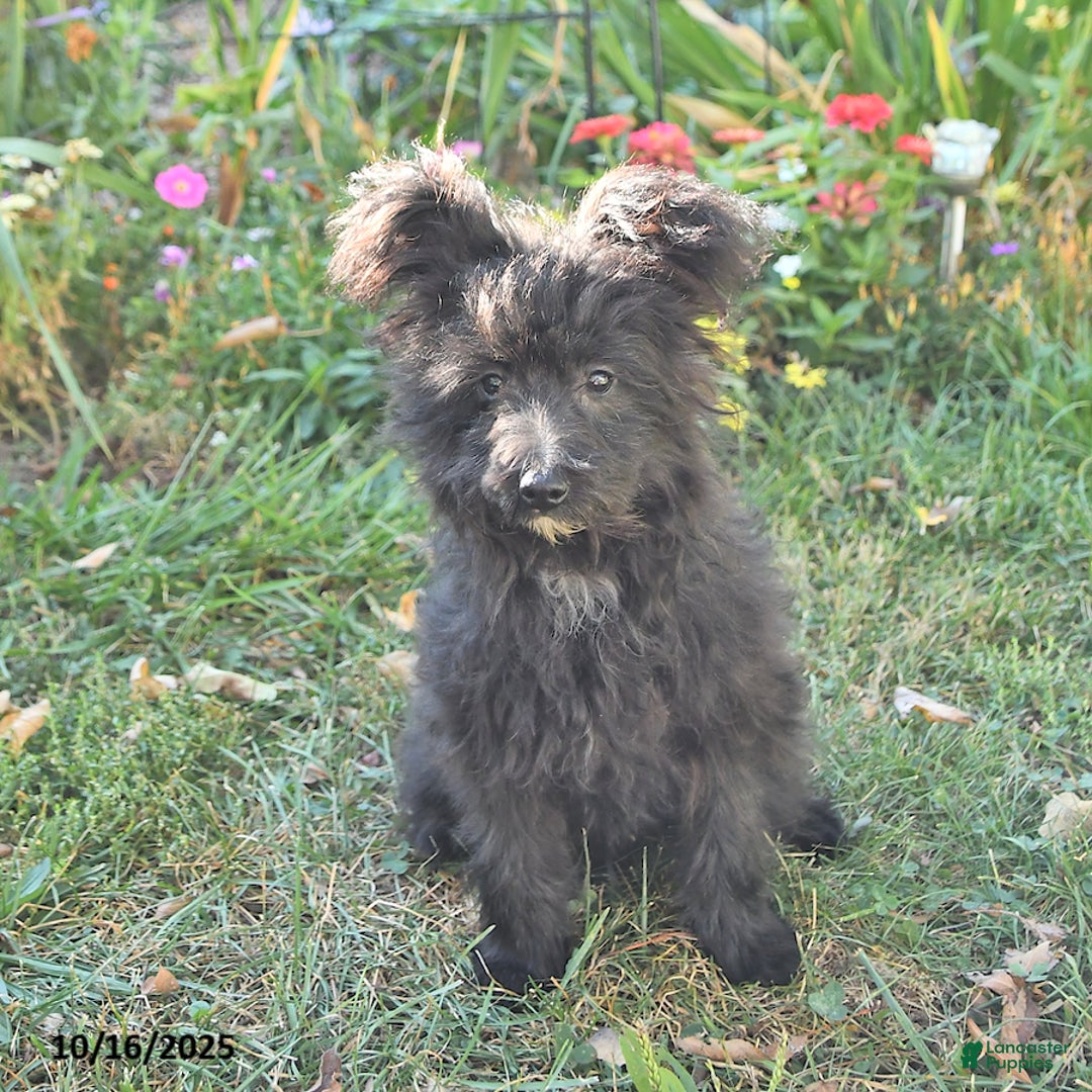 Pomapoo dogs for sale: Lil Scottie - Ad 4