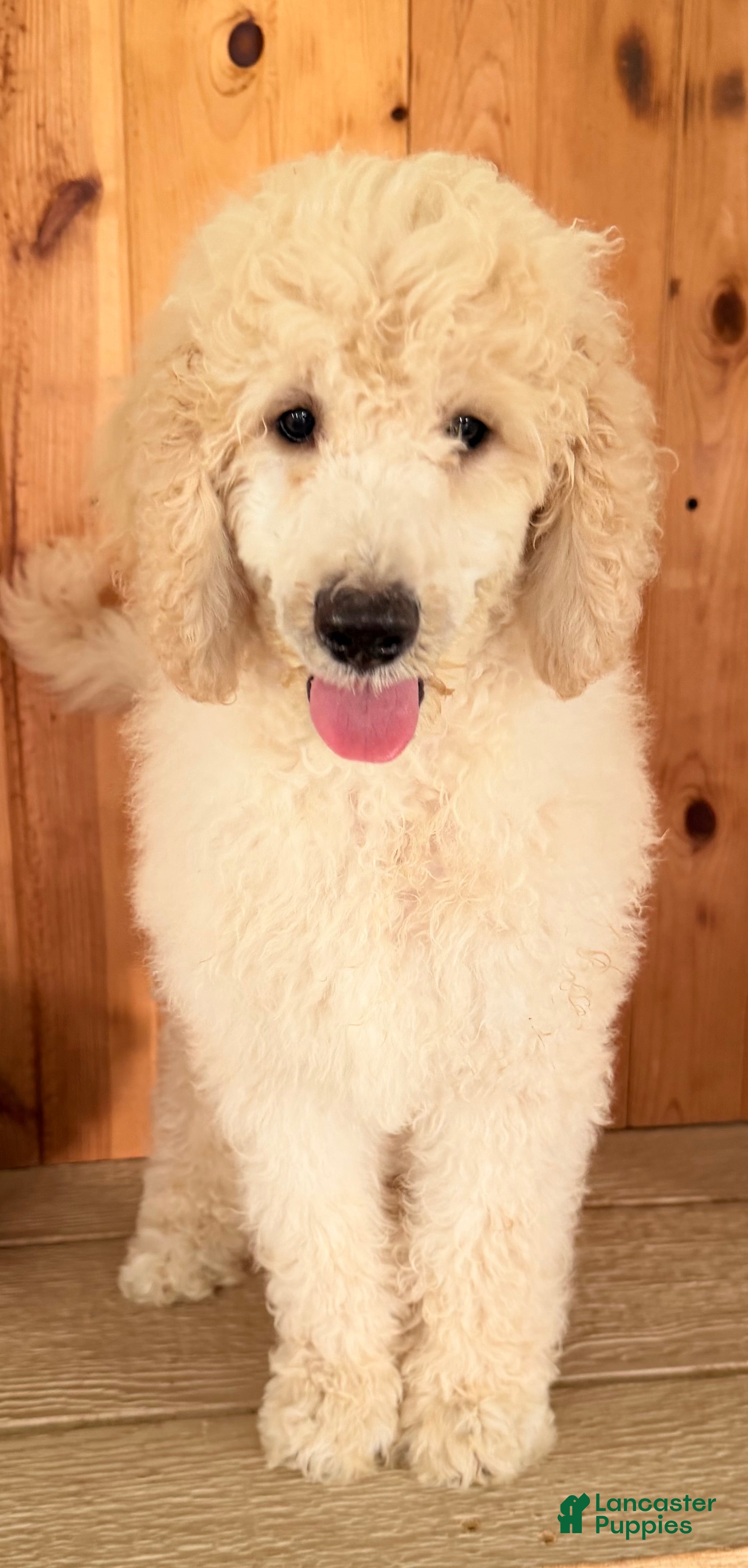 Standard Poodle dogs Midas  - Ad 1