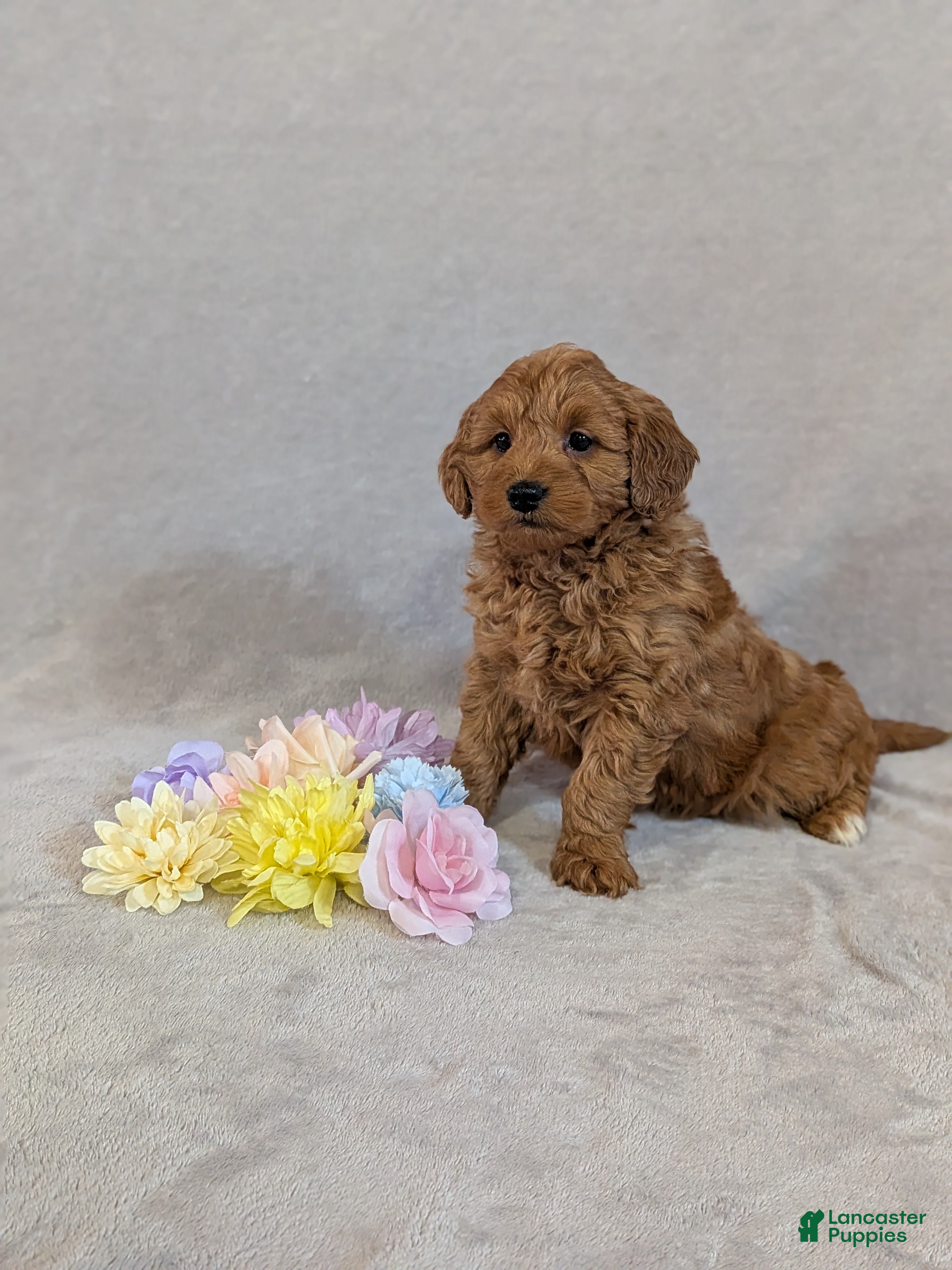 Mini Goldendoodle dogs Gianna  - Ad 1
