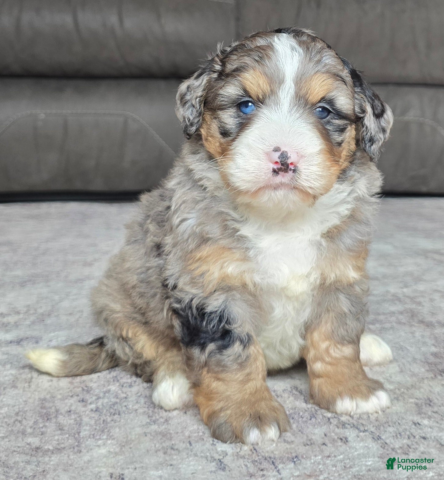 Mini Bernedoodle dogs Mini Bella - Ad 1