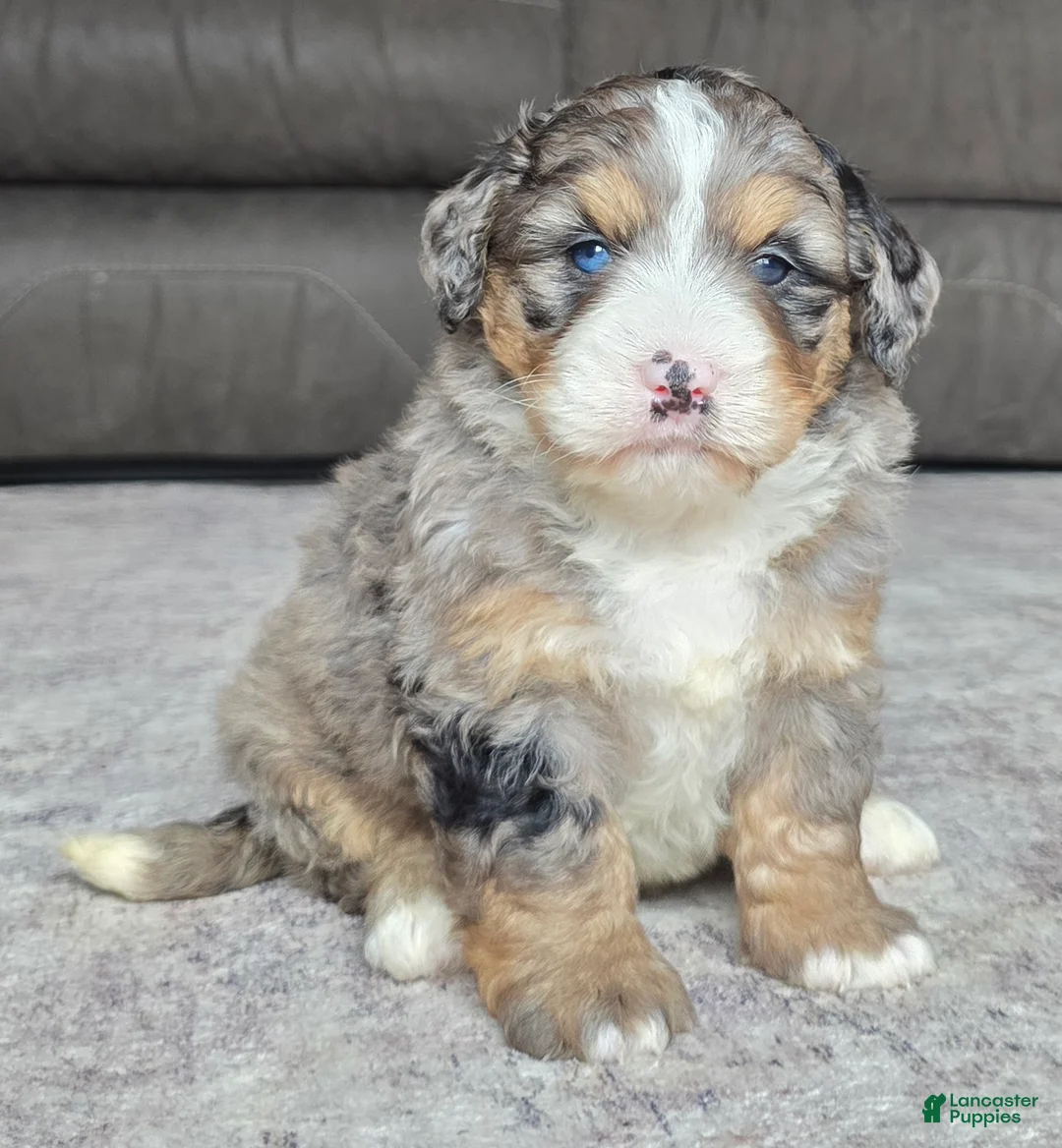 Mini Bernedoodle dogs for sale: Mini Bella - Ad 1