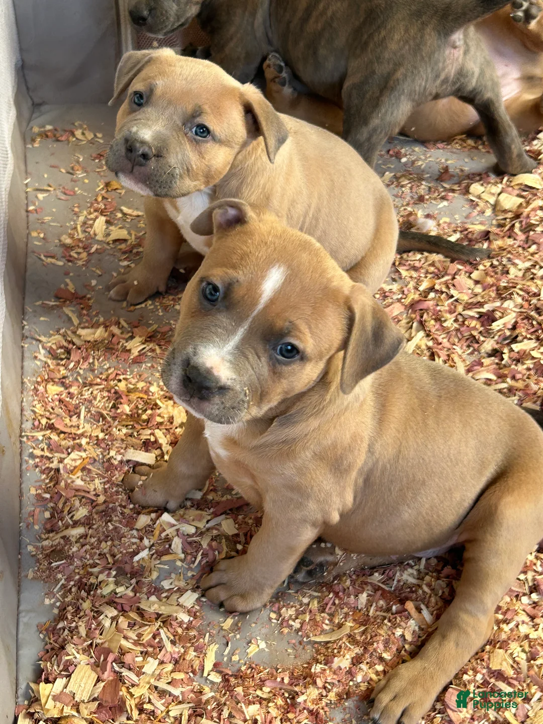 American Bully dogs for sale: American Bully Puppy 3 - Ad 2