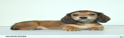 Miniature Dachshund dogs for sale: Donny - Ad 3