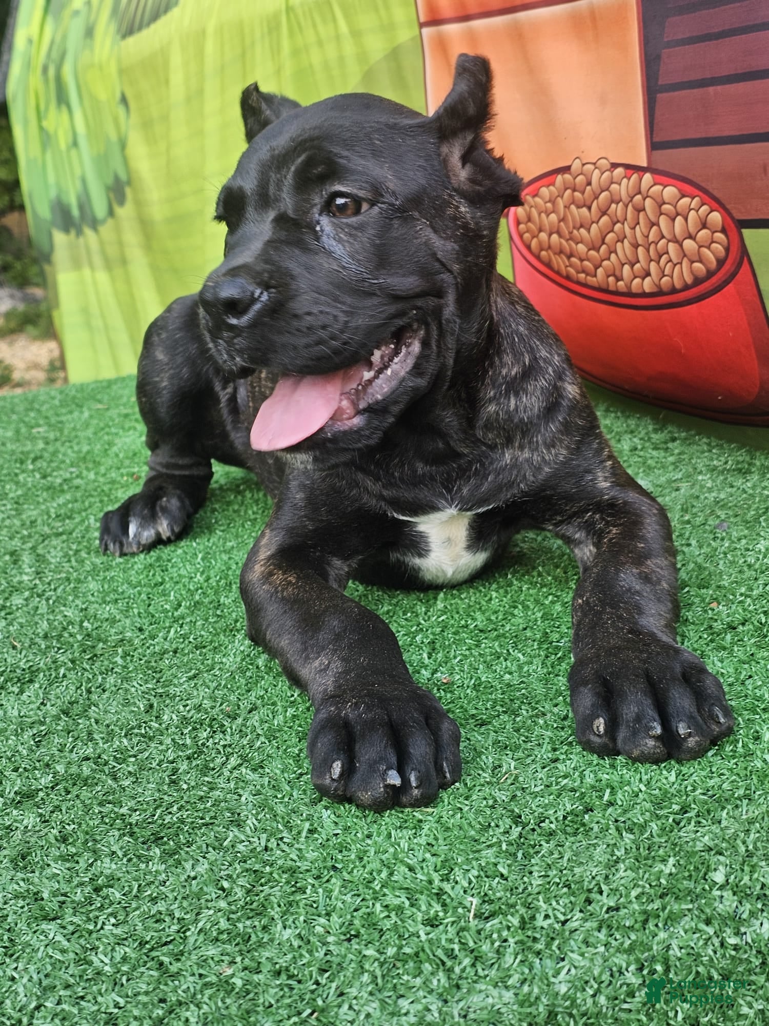 Cane Corso dogs BLAZE - Ad 1