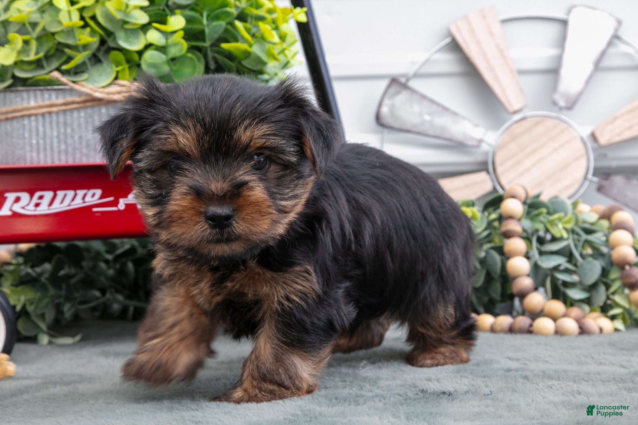Yorkshire Terrier dogs Jett - Ad 2