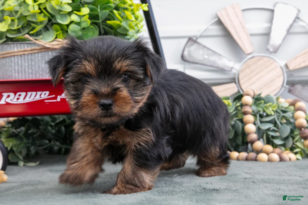 Yorkshire Terrier dogs for sale: Jett - Ad 2