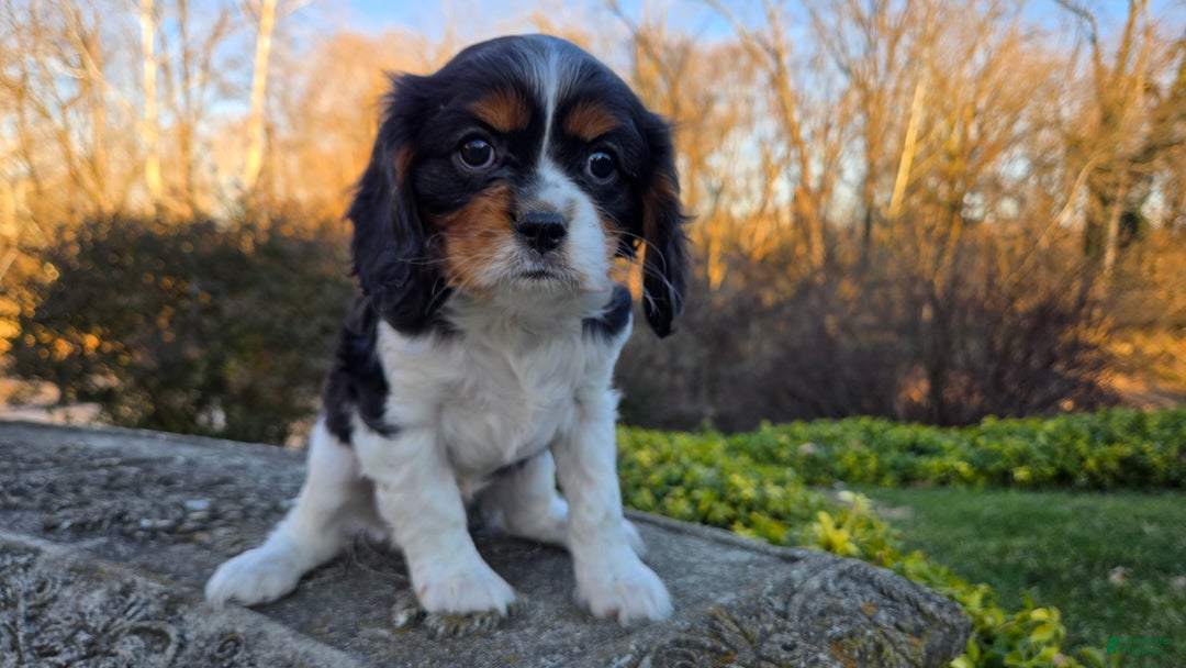 Cavalier King Charles Spaniel dogs for sale: Vivian - Ad 6