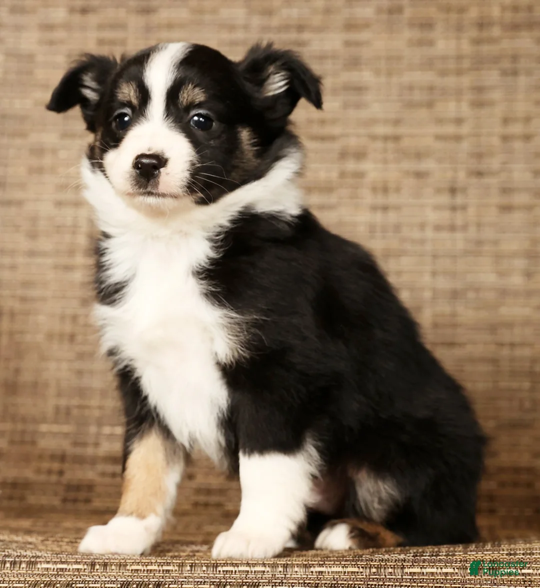 Miniature Australian Shepherd dogs for sale: Raptor - Ad 6