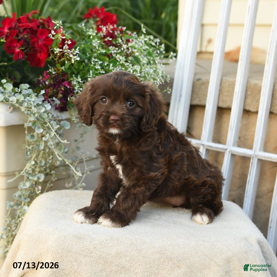 Cavapoo dogs for sale: Ava  - Ad 4