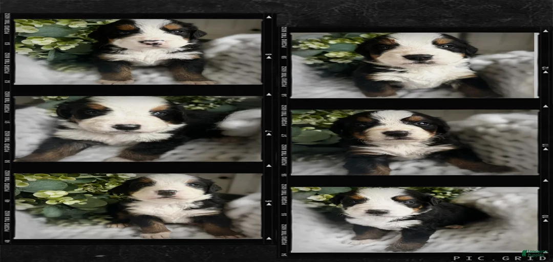 Gallery Image {{count}}