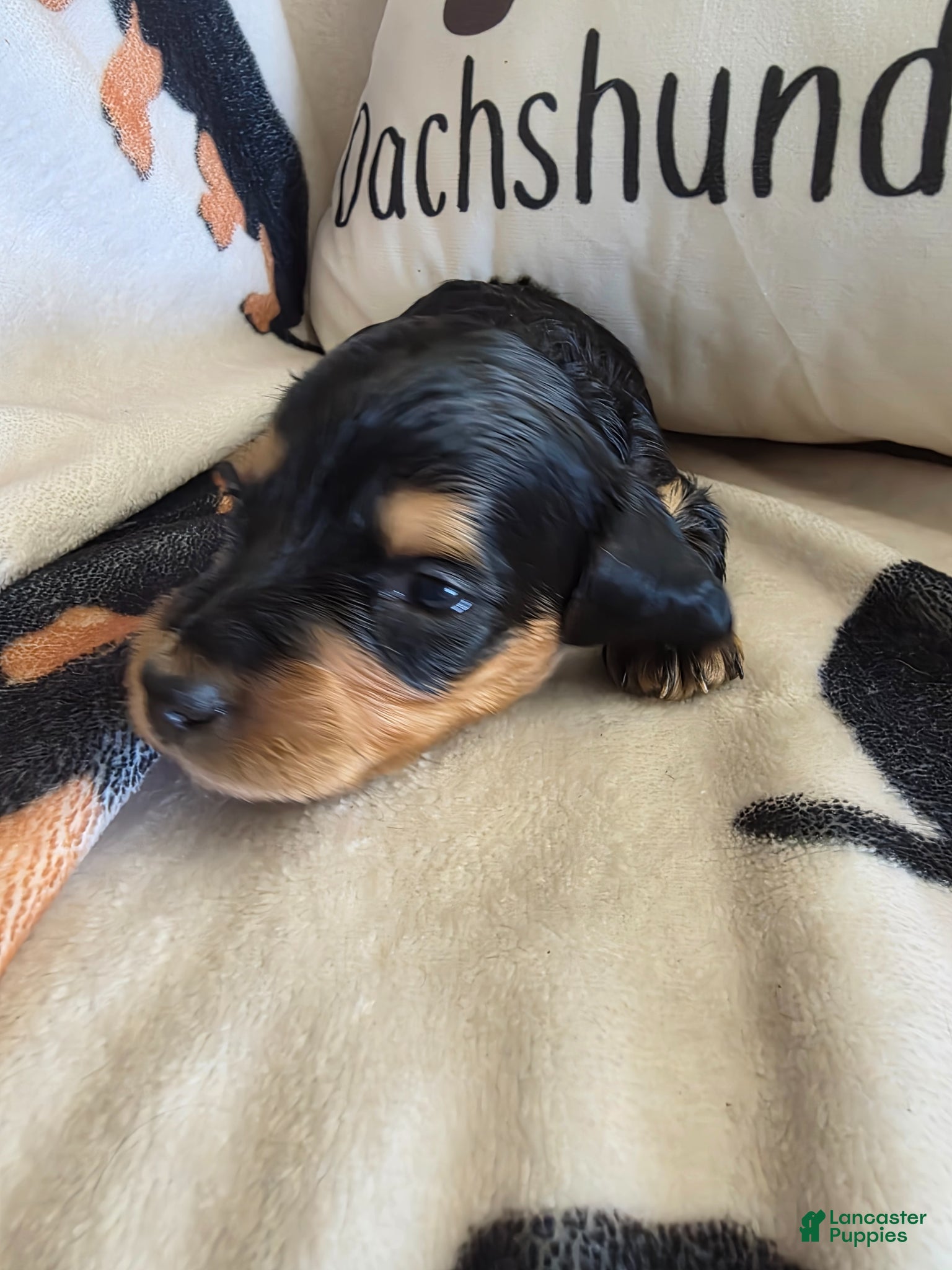Miniature Dachshund dogs for sale: Lacey  - Ad 3