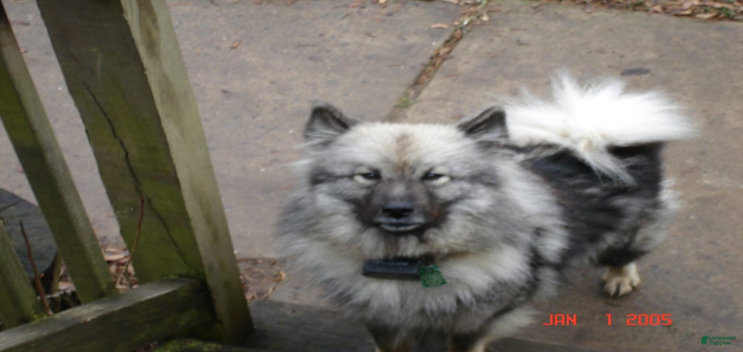 Gallery Image {{count}}