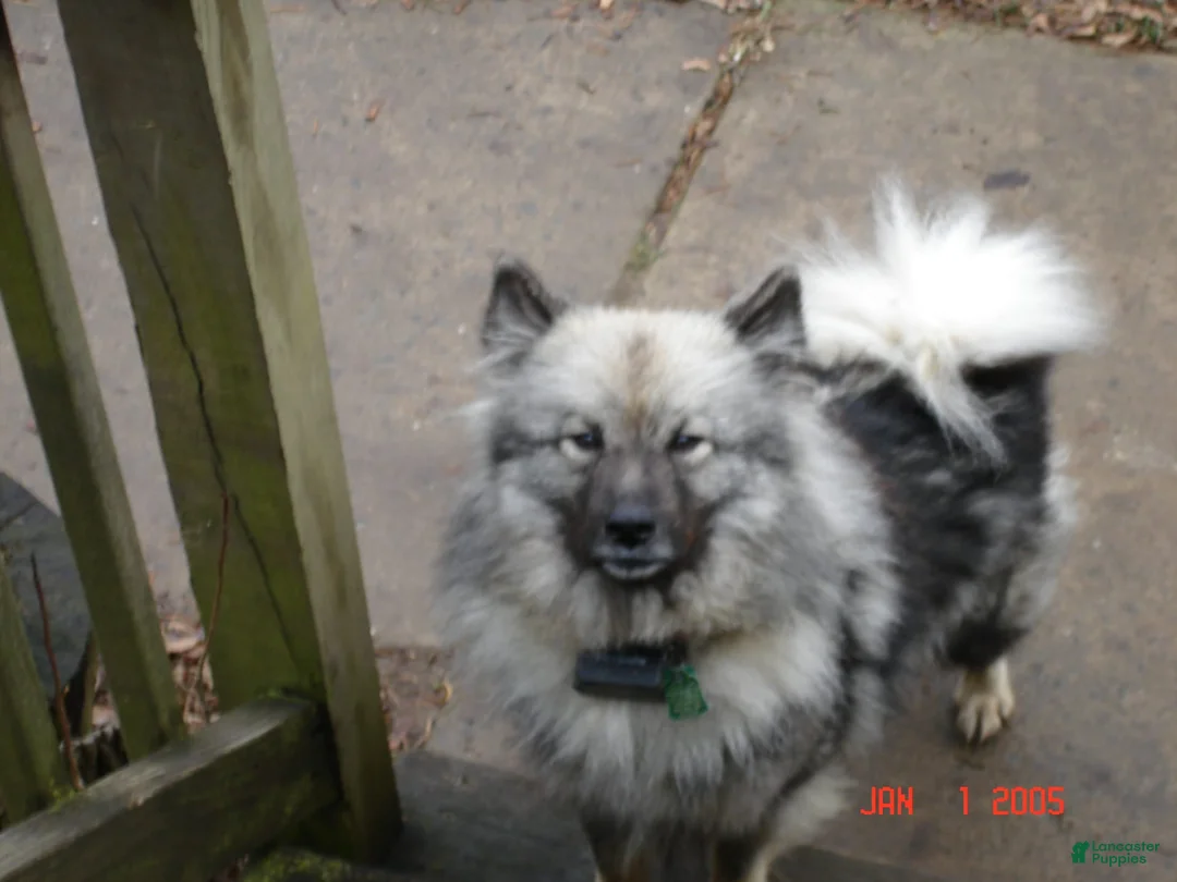 Gallery Image {{count}}