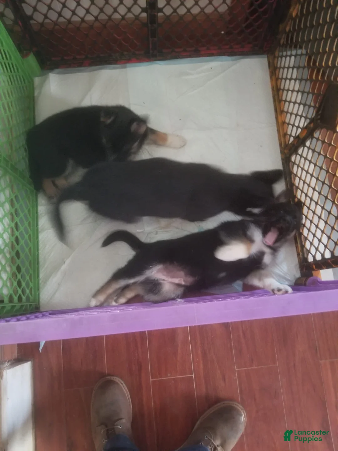 Gallery Image {{count}}