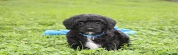 Yorkiepoo dogs for sale: Ranger  - Ad 25
