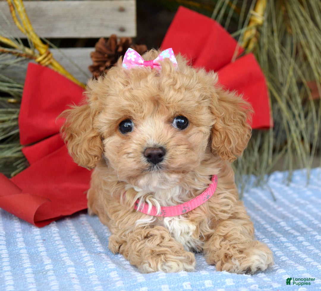 Maltipoo dogs for sale: Riley - Ad 2