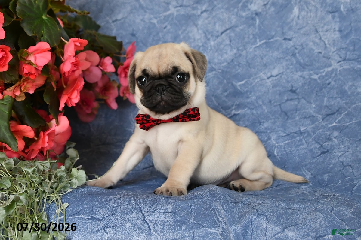 Pug dogs Bigfoot - Ad 2