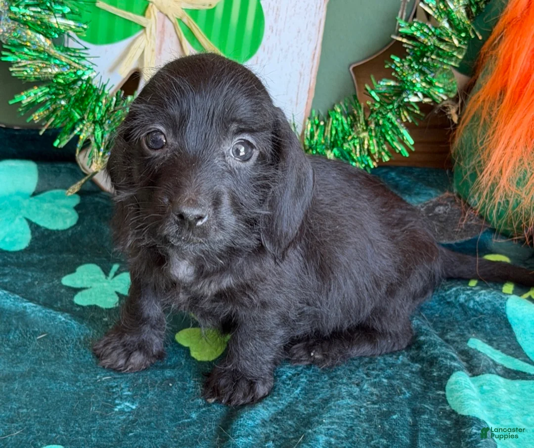 Miniature Dachshund dogs for sale: Miniature Dachshund Micky - Ad 2