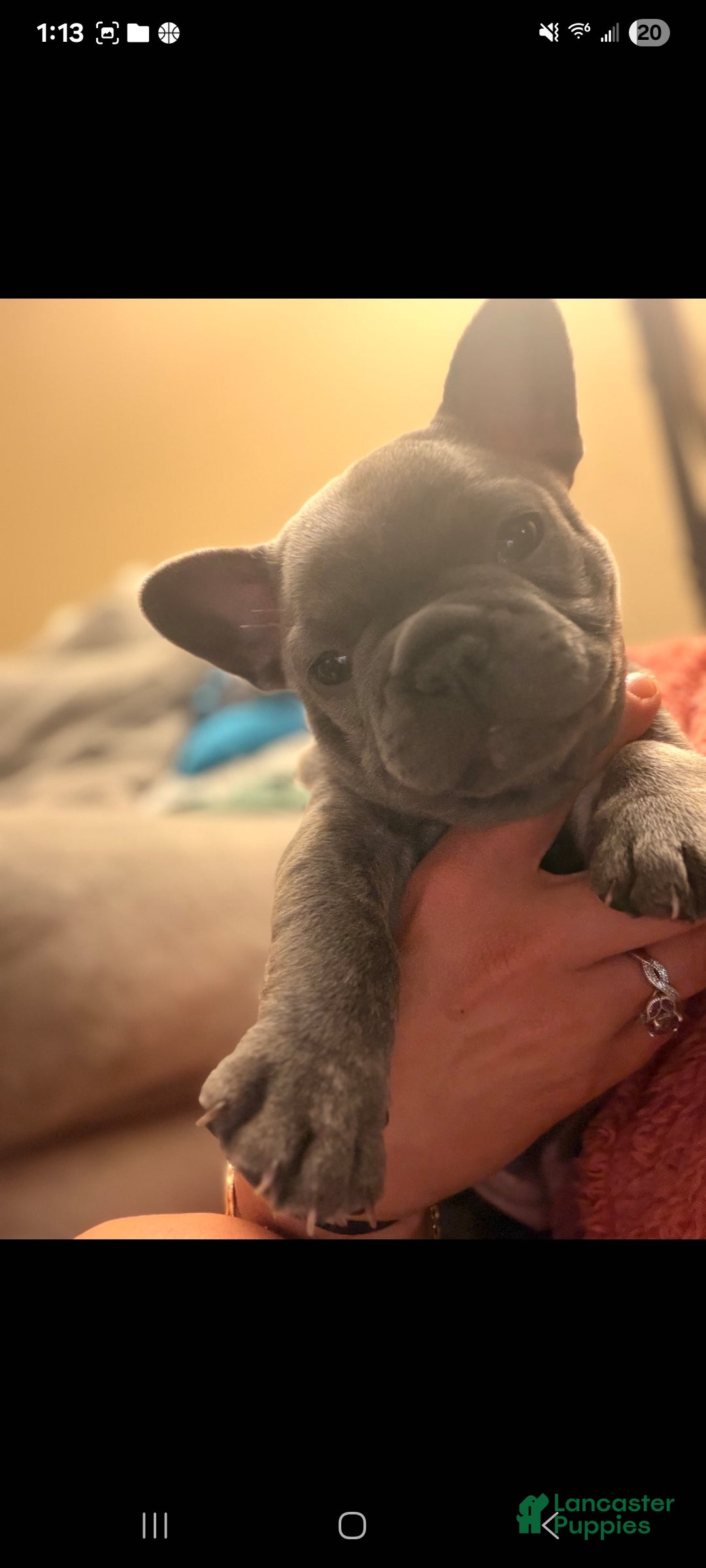 French Bulldog dogs Stormy - Ad 6
