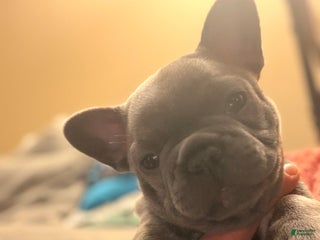 French Bulldog dogs Stormy - Ad 6