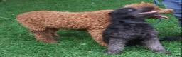 Standard Poodle dogs for sale: Butter - Ad 4