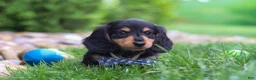Miniature Dachshund dogs for sale: Benje - Ad 1