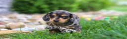 Miniature Dachshund dogs for sale: Alex - Ad 2