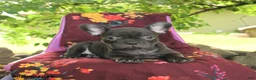 French Bulldog dogs for sale: Faye - Ad 3