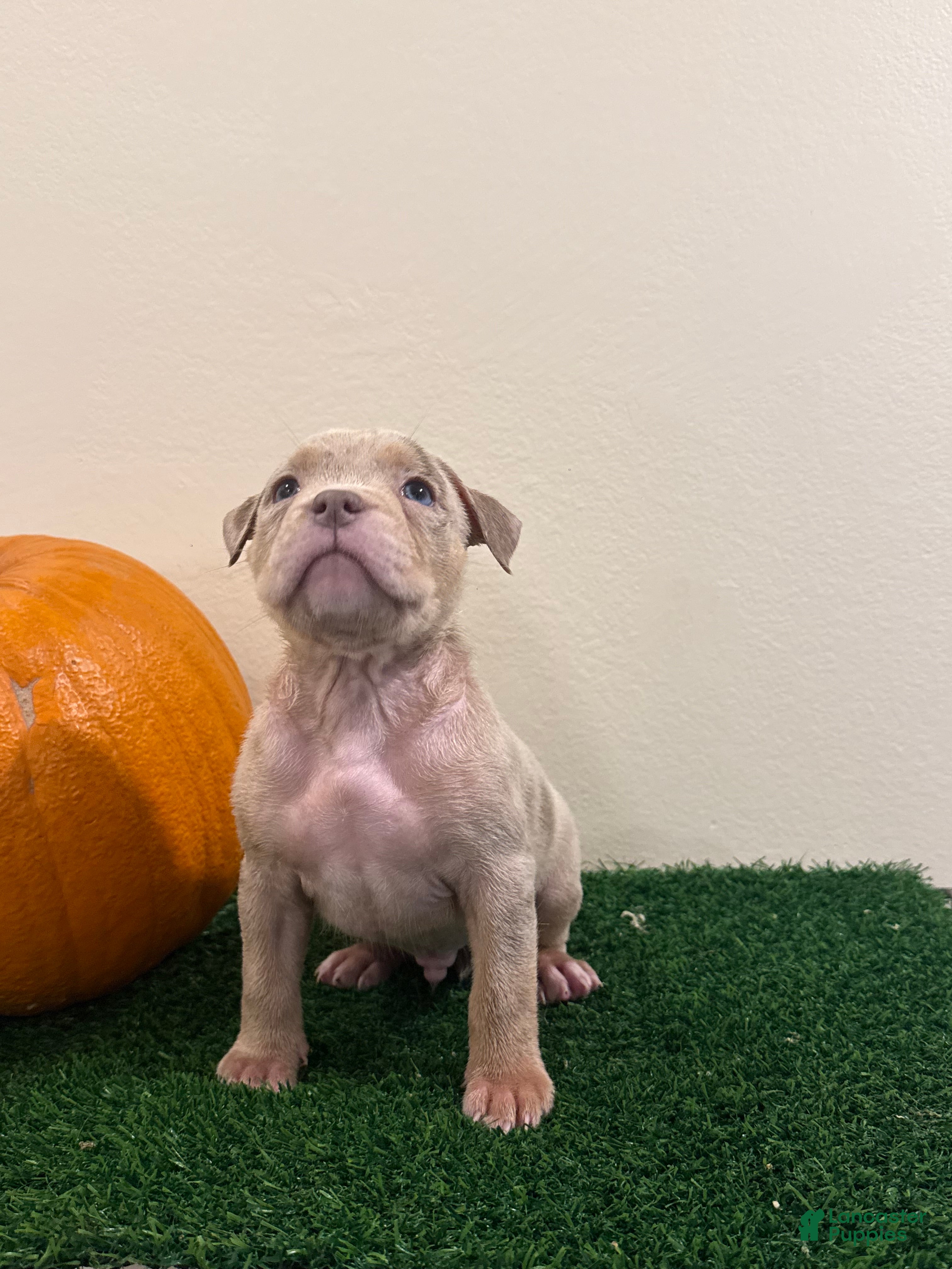 American Bully dogs American Bully Puppy 3 - Ad 4