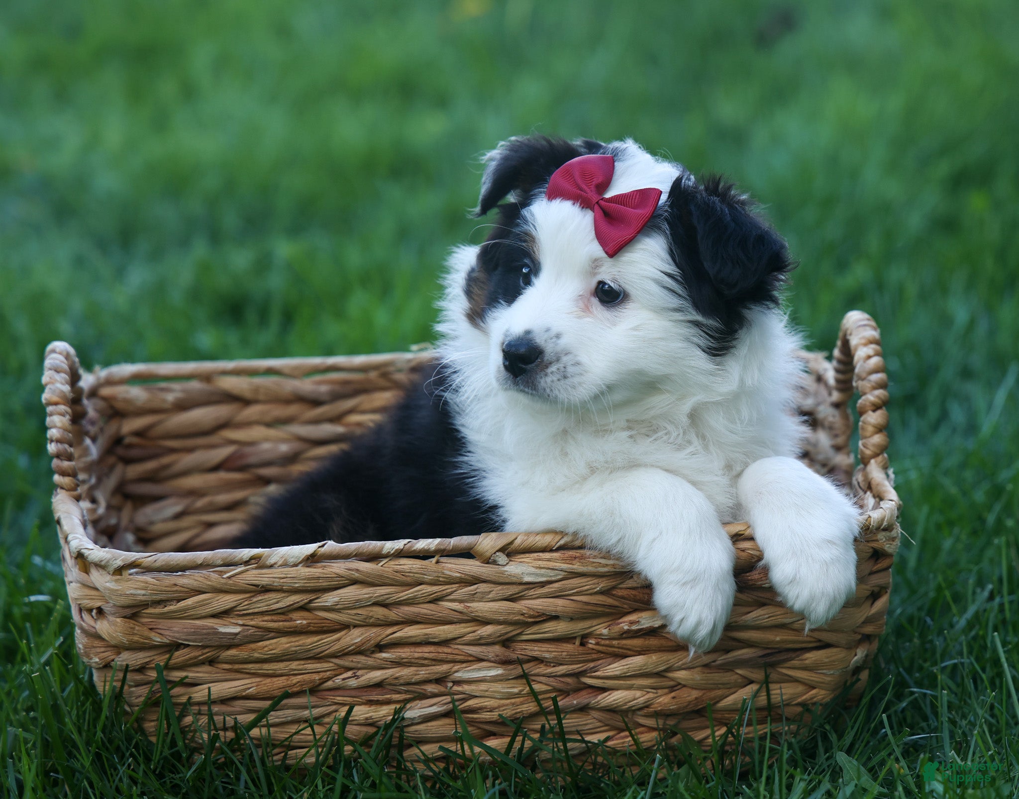 Australian Shepherd dogs MINNIE - Ad 2