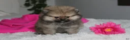 Pomeranian dogs for sale: Tiny Tessa - Ad 6