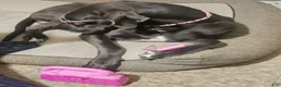 Great Dane dogs for sale: Great Dane 5 - Ad 2